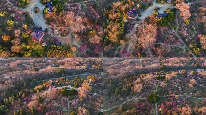 航拍南京明孝陵梅花山漫山遍野梅花盛开