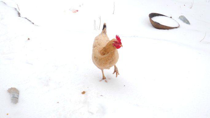 雪地母鸡