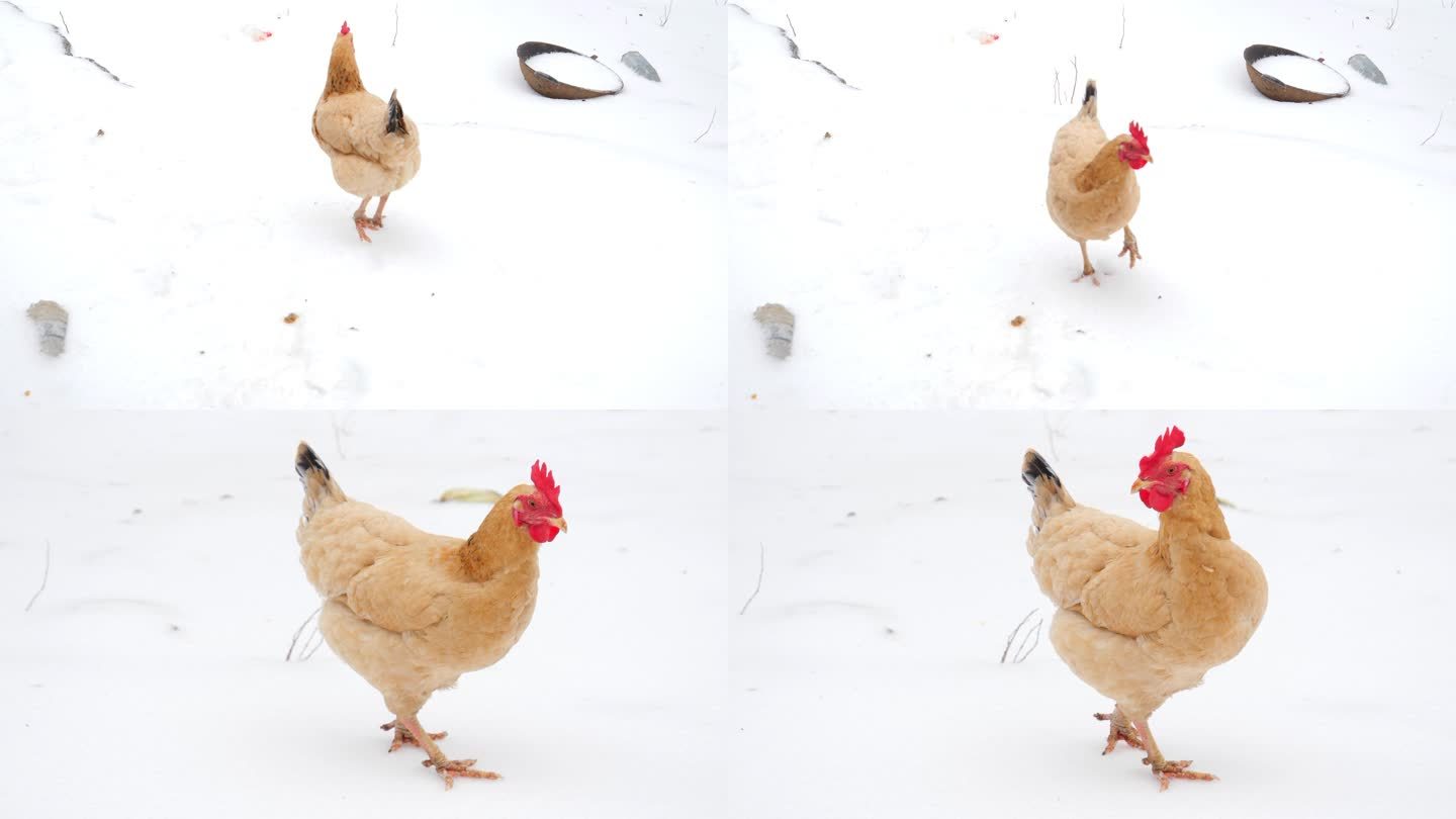 雪地母鸡