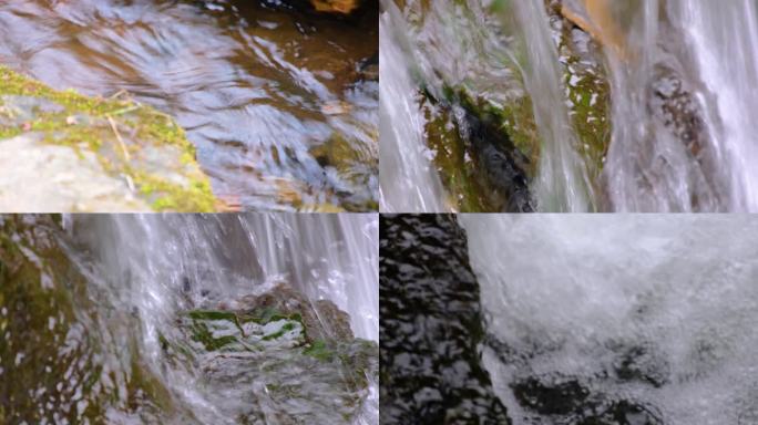 杭州植物园小溪流水风景视频素材490