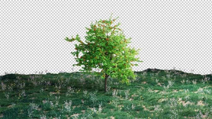 植物生长 沙漠种植 绿色环保 橘子树-1