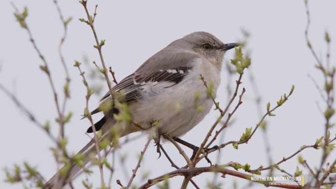 一只栖息在树上的北方反舌鸟(多语鸟)的特写