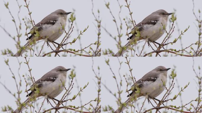 一只栖息在树上的北方反舌鸟(多语鸟)的特写