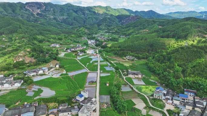 乡村振兴-三农-芋头田-特色农产品-农村