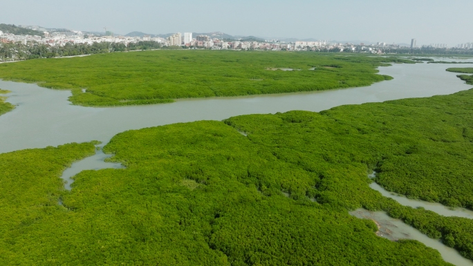 4K 海边 红树林航拍 鸟类栖息地