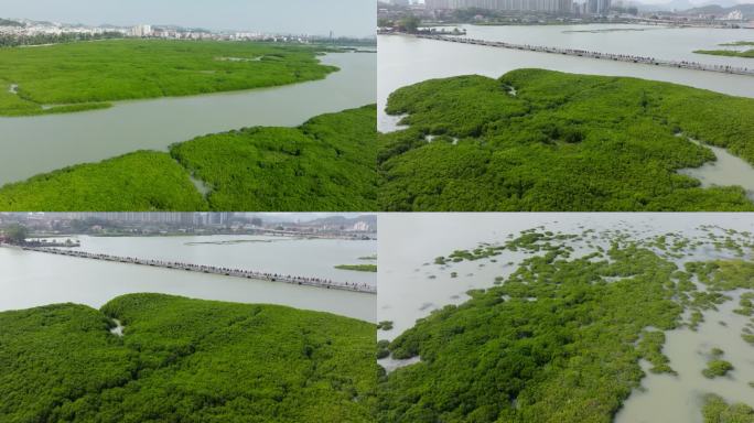 4K 海边 红树林航拍 鸟类栖息地