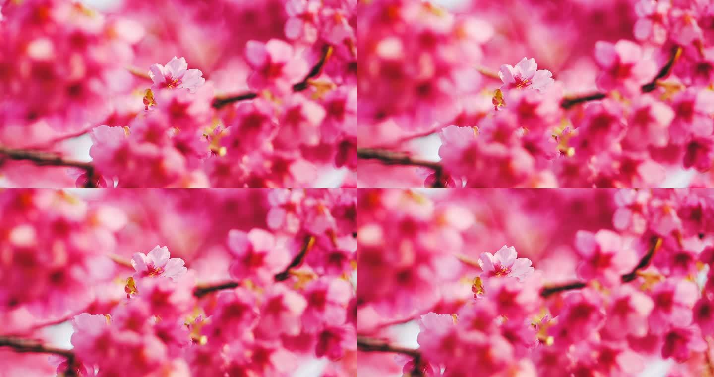 春天粉色的花