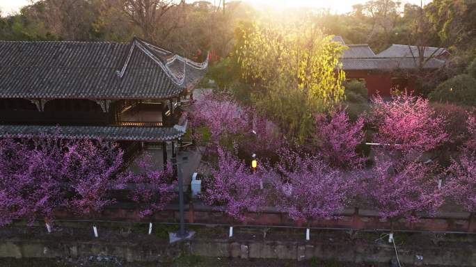 成都望江楼公园春天梅花盛开夕阳日落美景