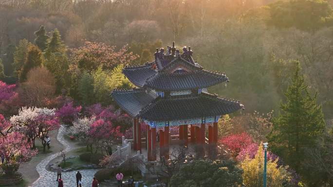 航拍南京明孝陵梅花山漫山遍野梅花盛开