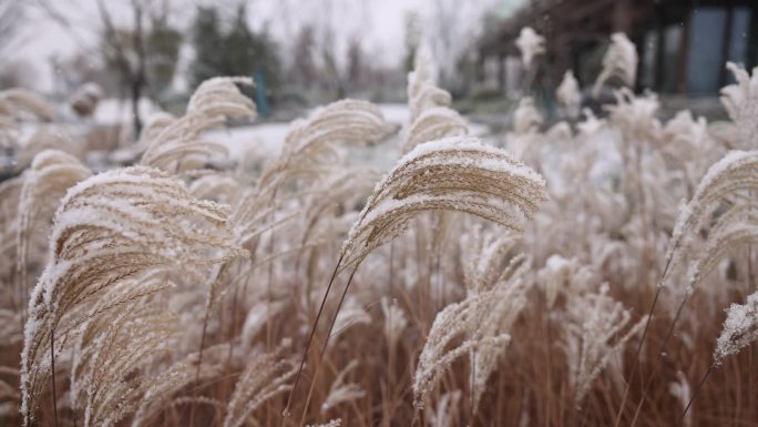 下雪天芦苇