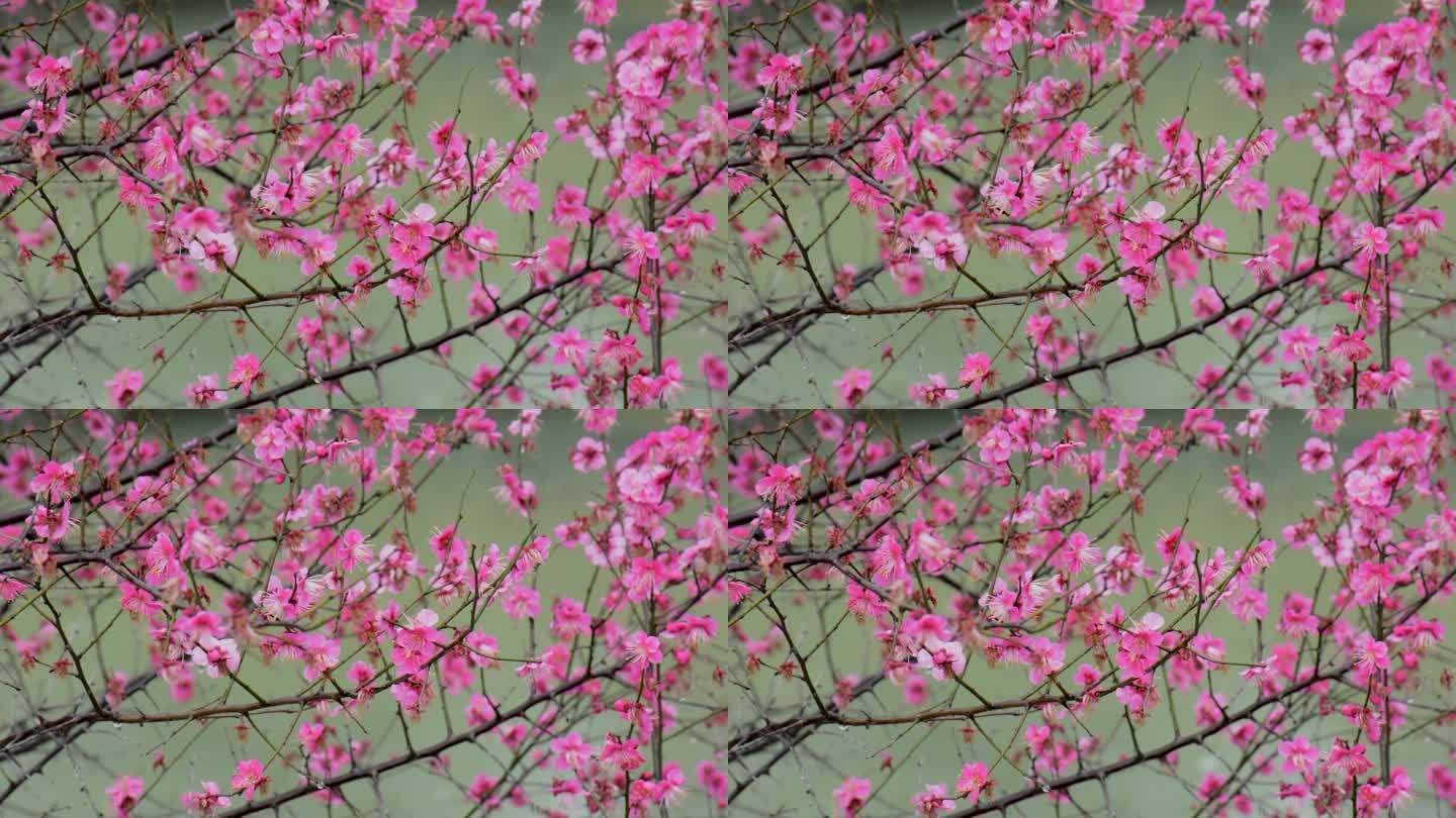 雨中的红梅花