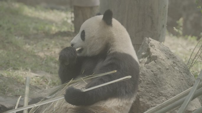 都江堰中华熊猫苑熊猫