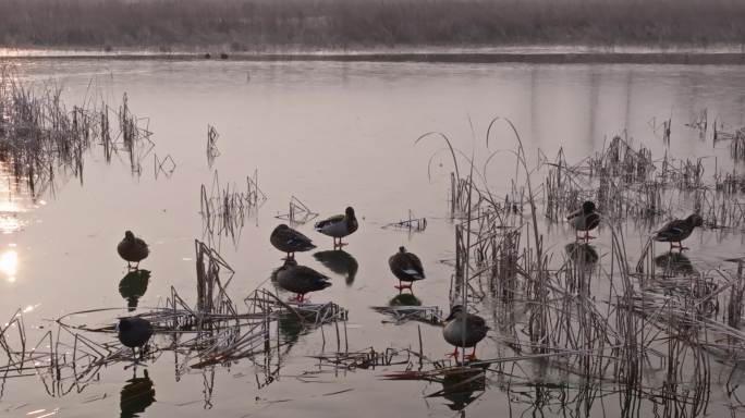 冬天野外夕阳下湖水中的野鸭
