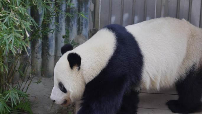 2024广州动物园游览游客大熊猫