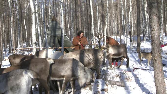 敖鲁古雅乡鄂温克使鹿部落猎民点
