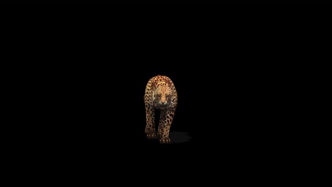 4k透明通道 动物  豹子1