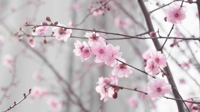 4k赣州春天盛开的红梅花粉色梅花