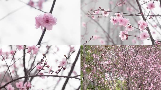 4k赣州春天盛开的红梅花粉色梅花
