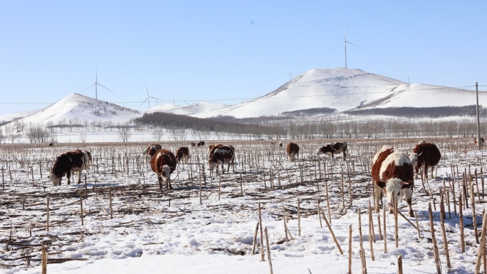 冬天雪地里的吃草的牛群