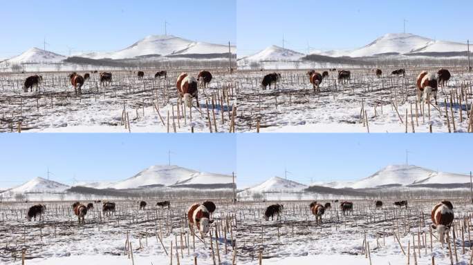 冬天雪地里的吃草的牛群