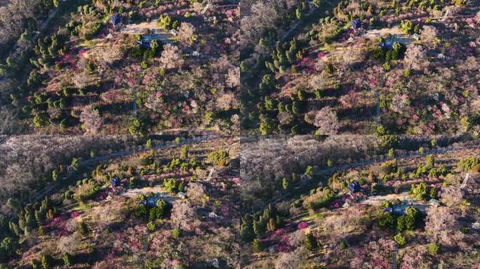 航拍南京明孝陵梅花山漫山遍野梅花盛开