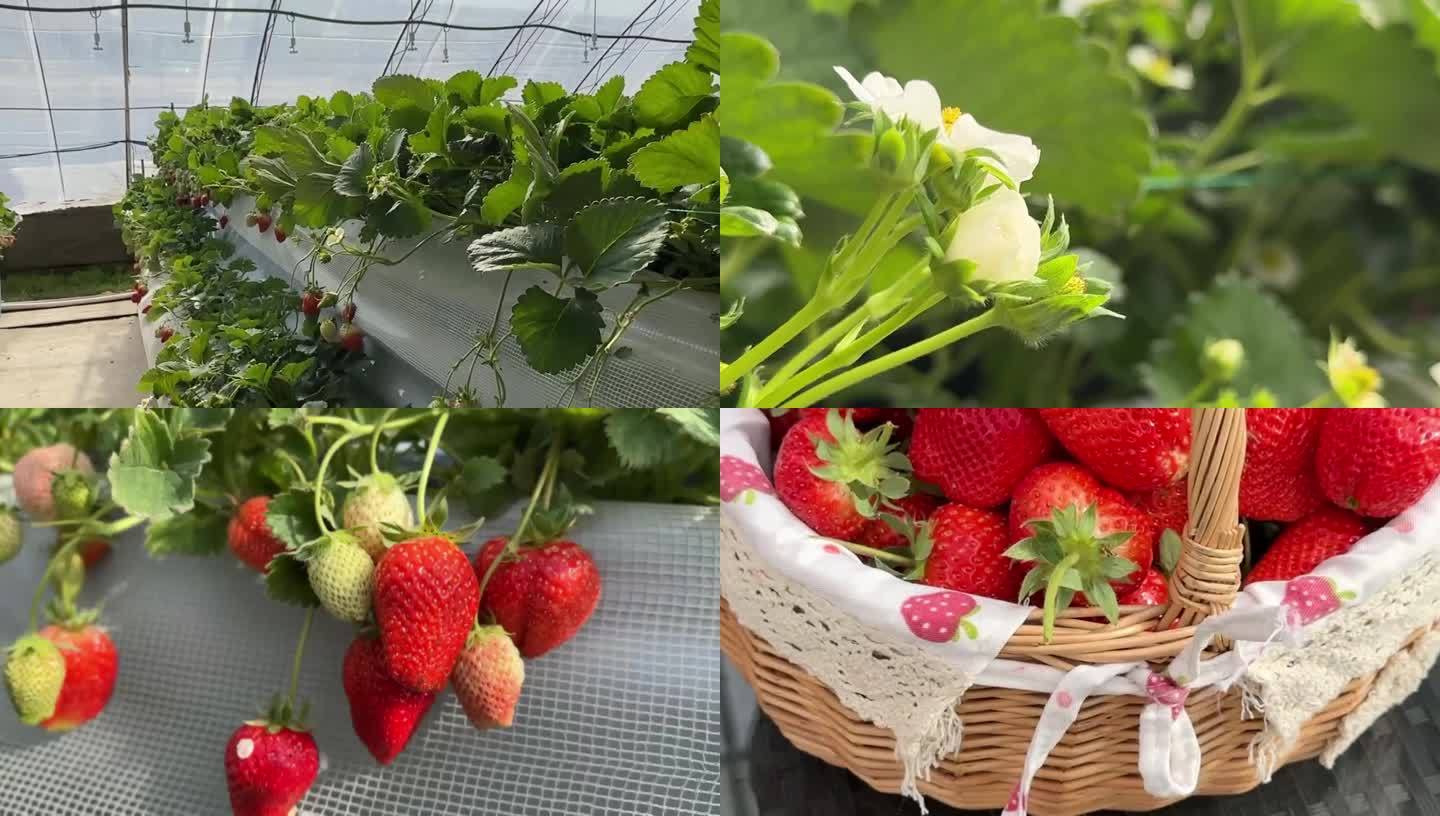 草莓大棚及采摘
