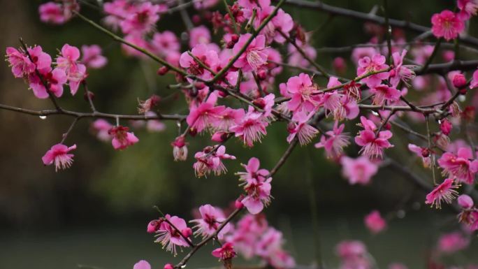 雨中的红梅花