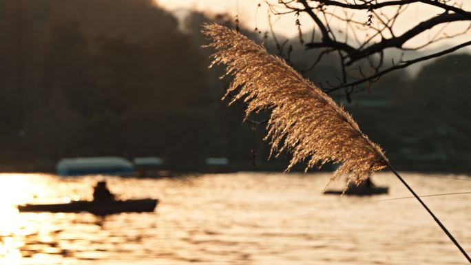 西湖边黄昏的芦苇特写