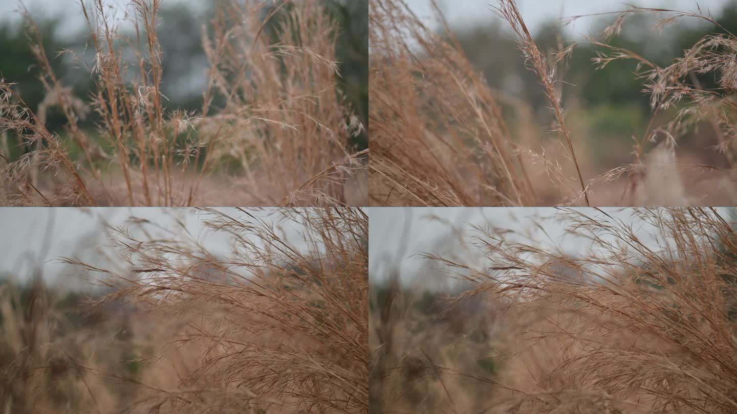 风吹冬季枯萎的野草