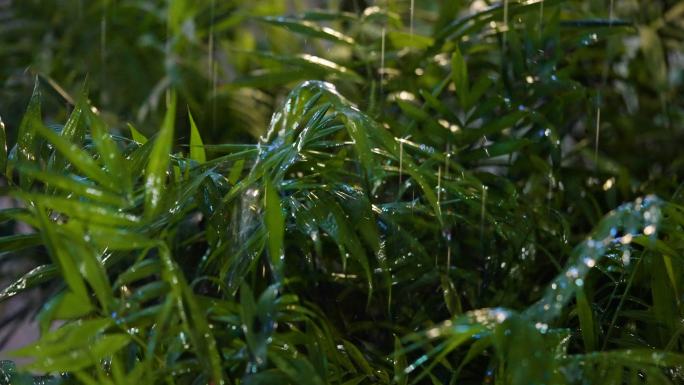 雨水打在植物上