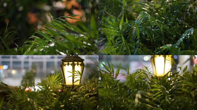 雨水打在植物上