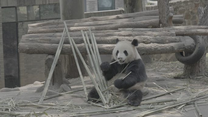 都江堰中华熊猫苑熊猫