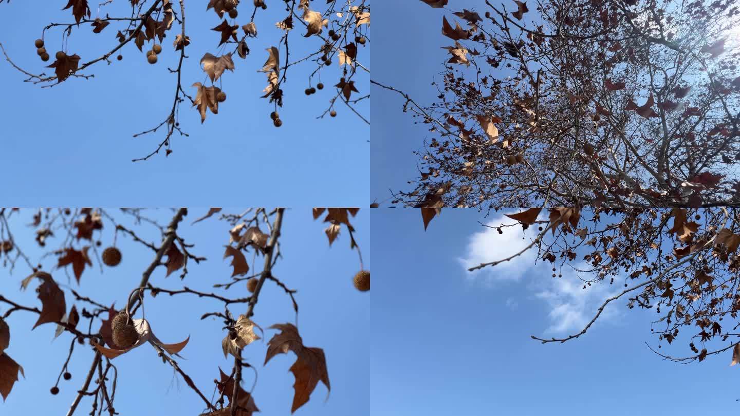 深秋 枯叶 晴空 冬天 枯枝败叶