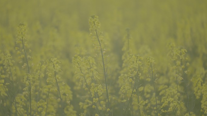 油菜花LOG灰片