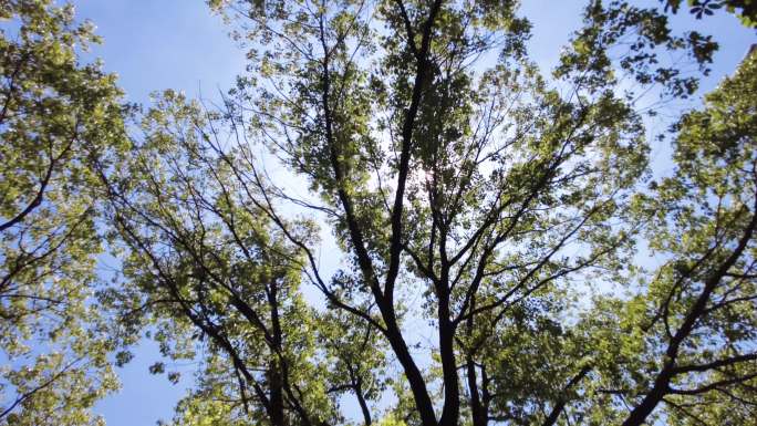 夏天阳光穿过树林树叶子自然风景视频素材3