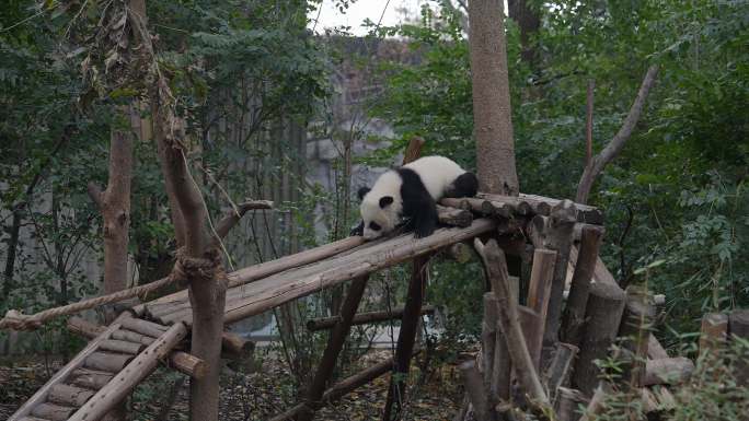 成都大熊猫繁育基地2