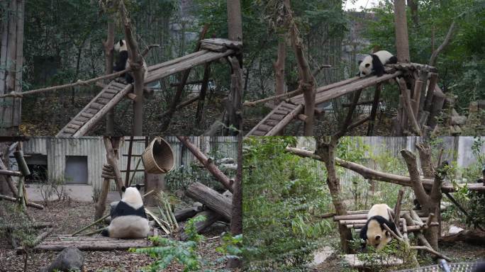 成都大熊猫繁育基地2