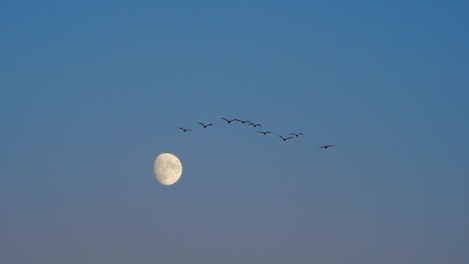 月亮 夜空 天空飞鸟