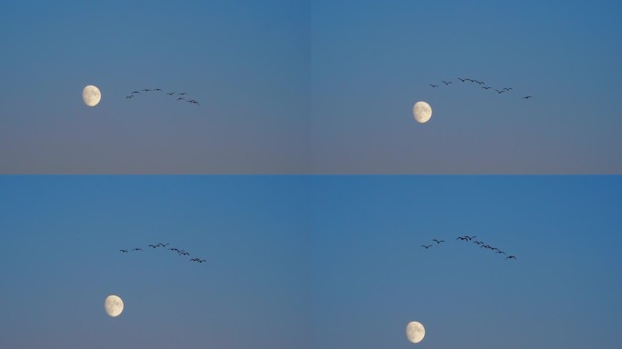 月亮 夜空 天空飞鸟