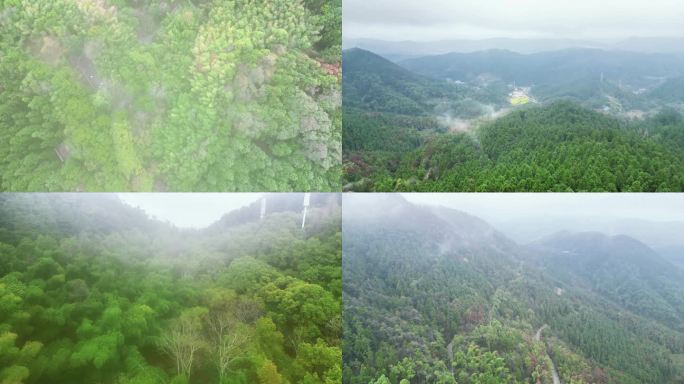 绿色植物森林迷雾航拍