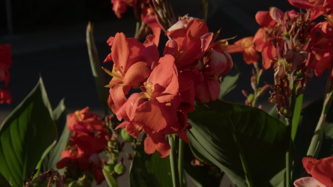 红色的印度拍摄花在阳光下盛开的特写。美人蕉籼稻。