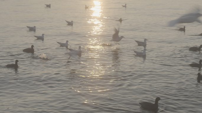 大理洱海日出海鸥