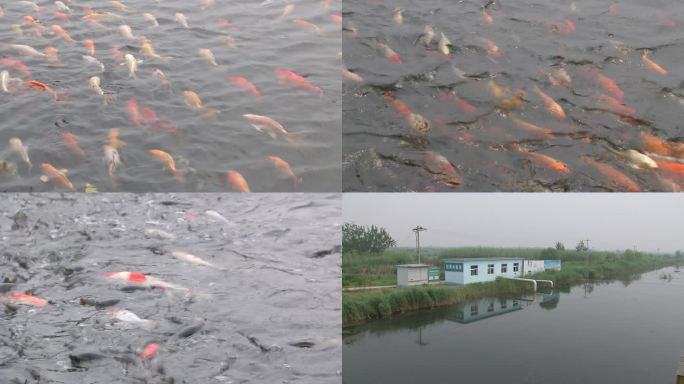 锦鲤 池塘里的鱼 湿地公园