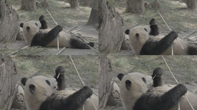 都江堰中华熊猫苑熊猫