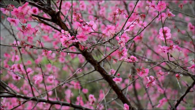 雨中的红梅花