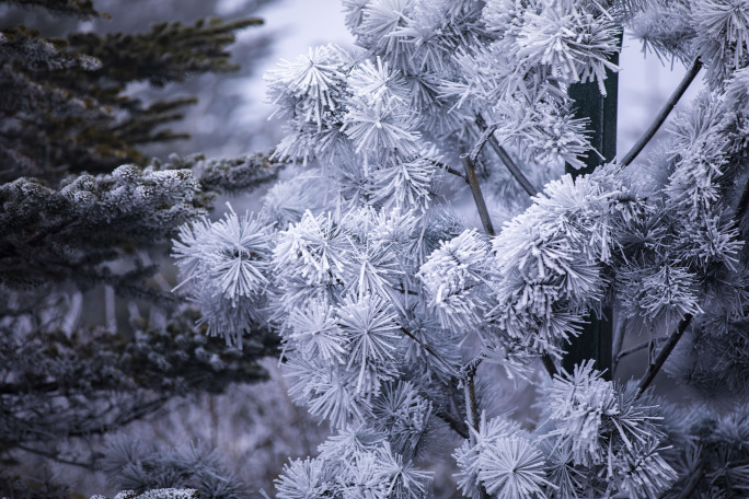 唯美的雪松雾凇特写素材