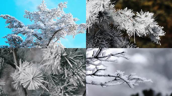 唯美的雪松雾凇特写素材