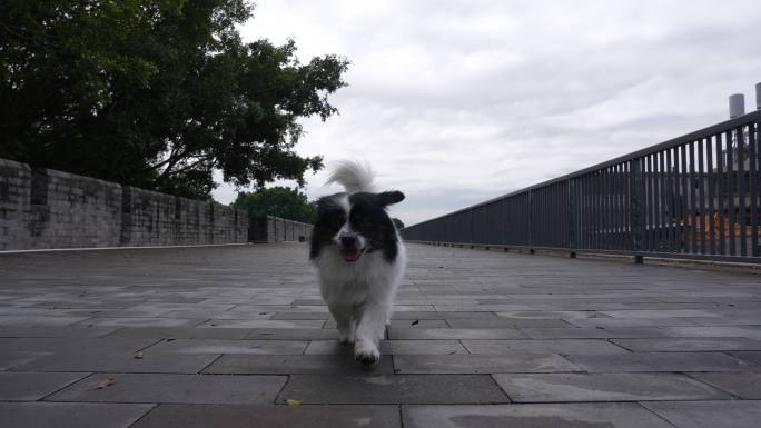 广东潮州古城奔跑的狗狗