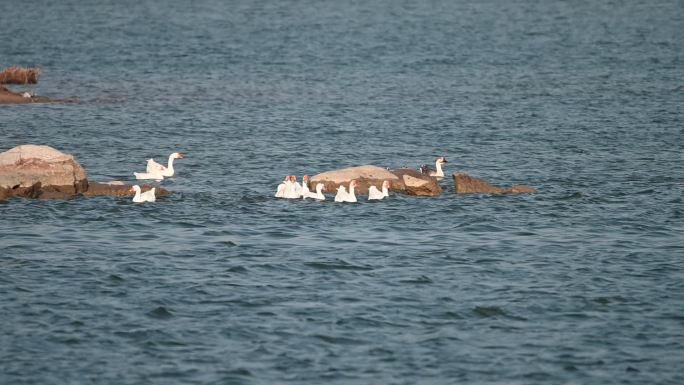 鹅白鹅大白鹅家禽鹅群在湖面戏水