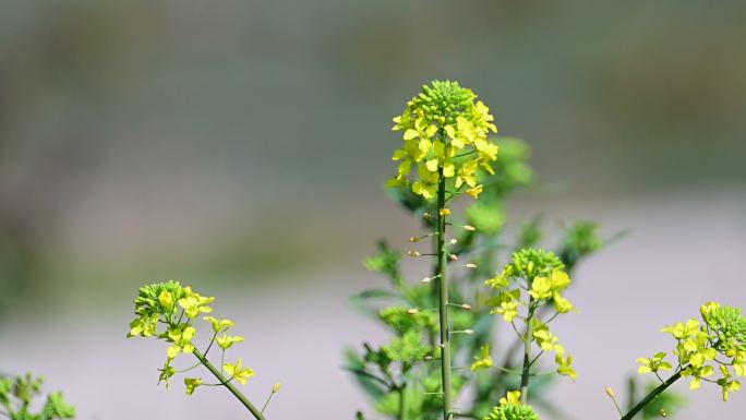 油菜花上蜜蜂